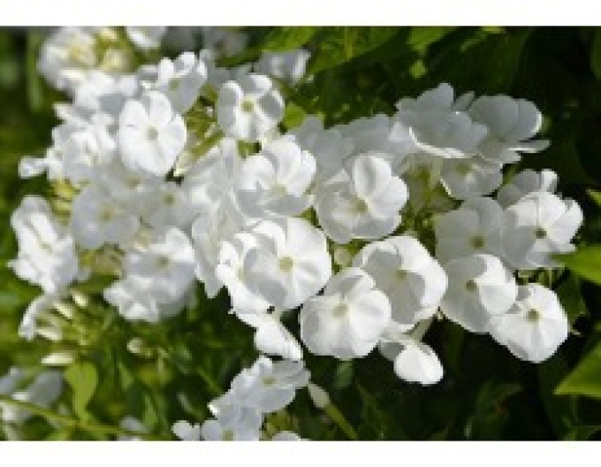 Flox metlinatý  Sweet Summer ’Snow’