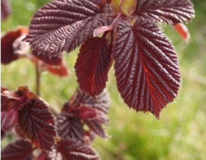 Lieska Obyčajná ’Red Zeller’