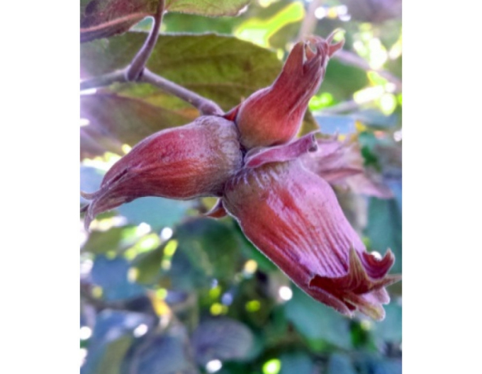 Lieska Obyčajná ’Red Zeller’