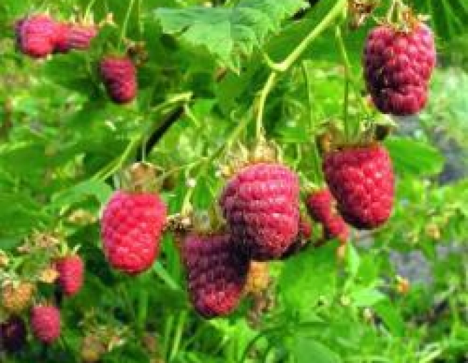 Malina červená ´Willamette´