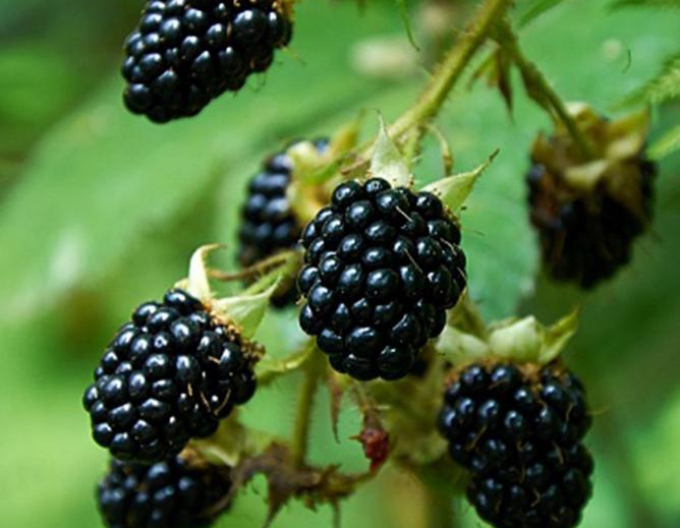 Černica ´Dirksen´