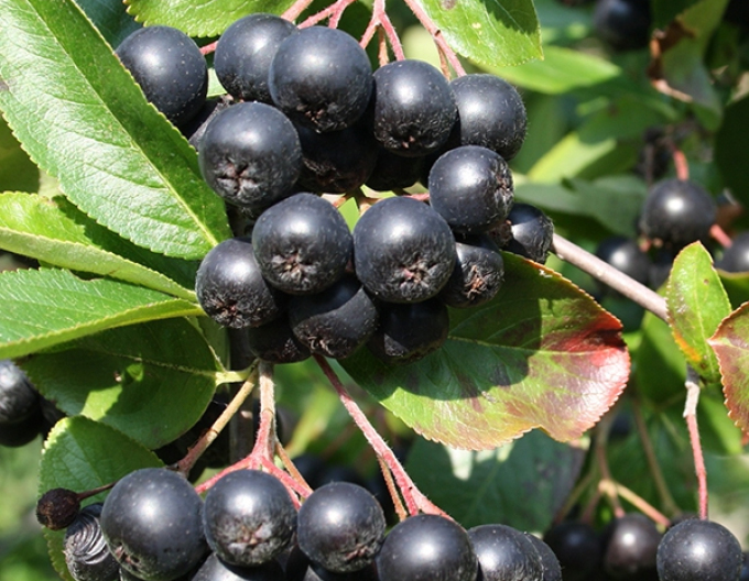 Aronia ´Viking´