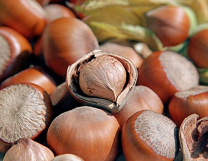 Lieska Obyčajná ´Tonda Romana´