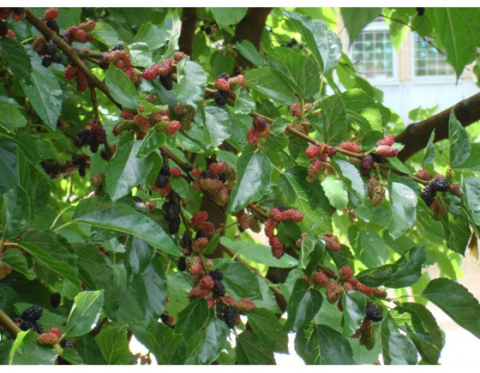 Moruša ´Milanówek´