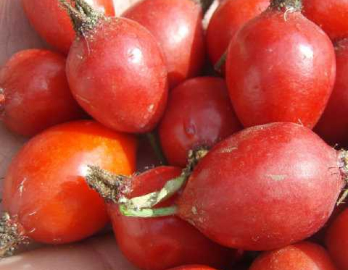 Ruža plodová (šipková)