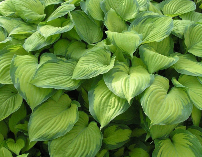 Hosta  ´Guacamole´