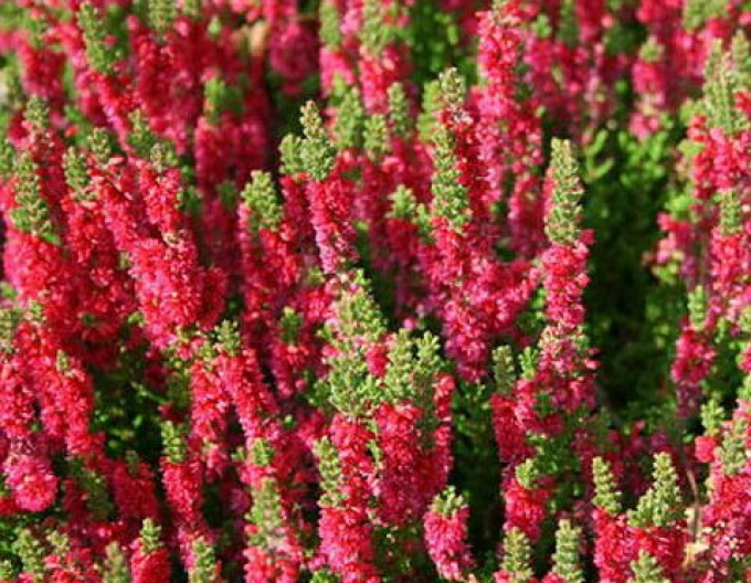 Vres obyčajný ´Dark Beauty´