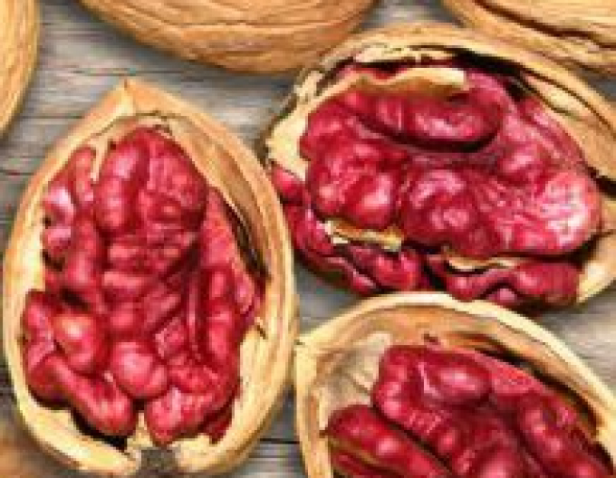 Orech ´Červenoplodý´