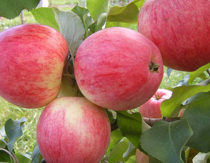 Jabloň "Spartan" zimná