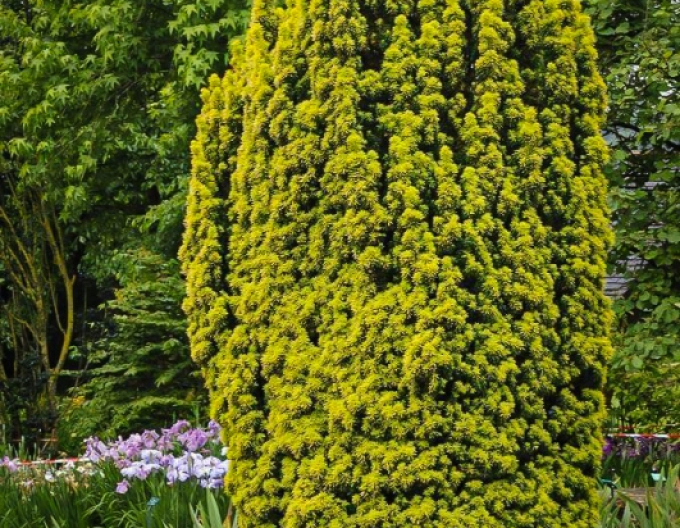 Tis obyčajný ´David´