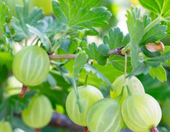 Egreš ´Hinnonmaki Green´ stromčekový, voľnok.