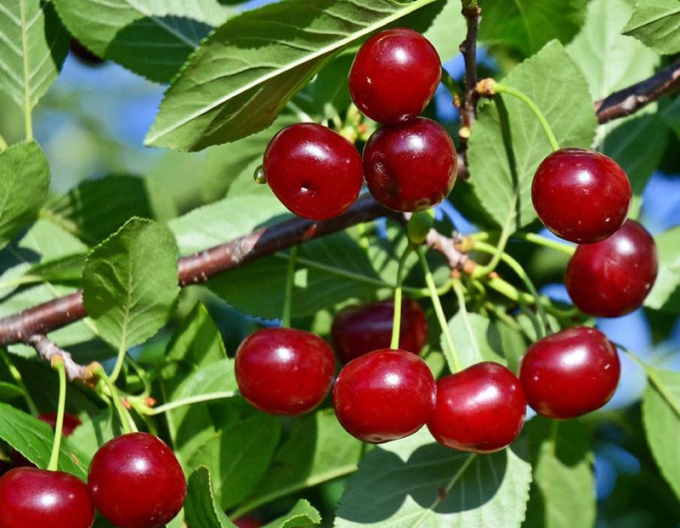 Višňa kríková ´Carmine Jewell´