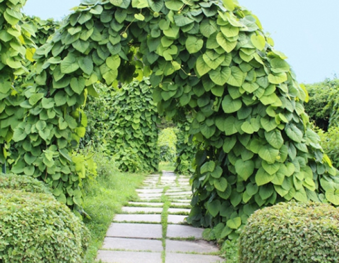 Vlkovec veľkolistý