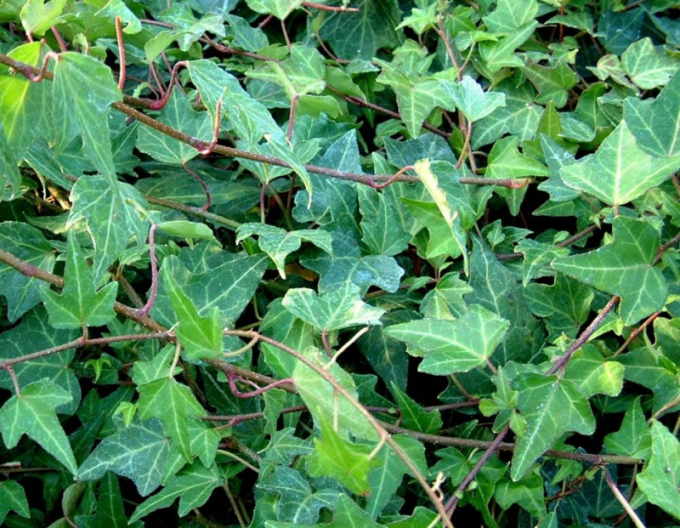 Brečtan popínavý ´Green Ripple´