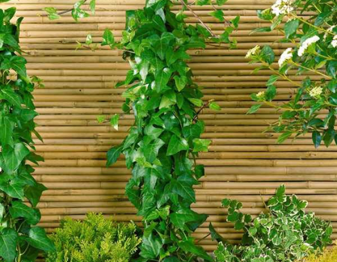 Brečtan popínavý ´Mein Hertz´