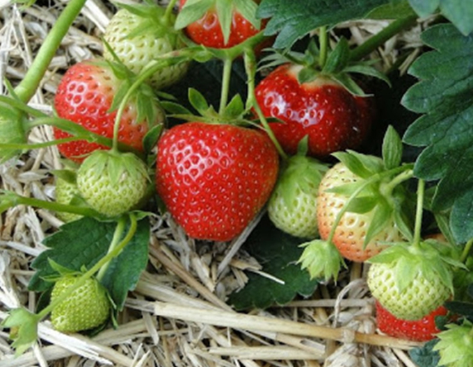 Jahoda ´Induka´ stredne skorá odroda