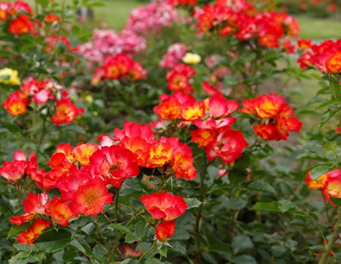 Ruža ´Summer of Love´