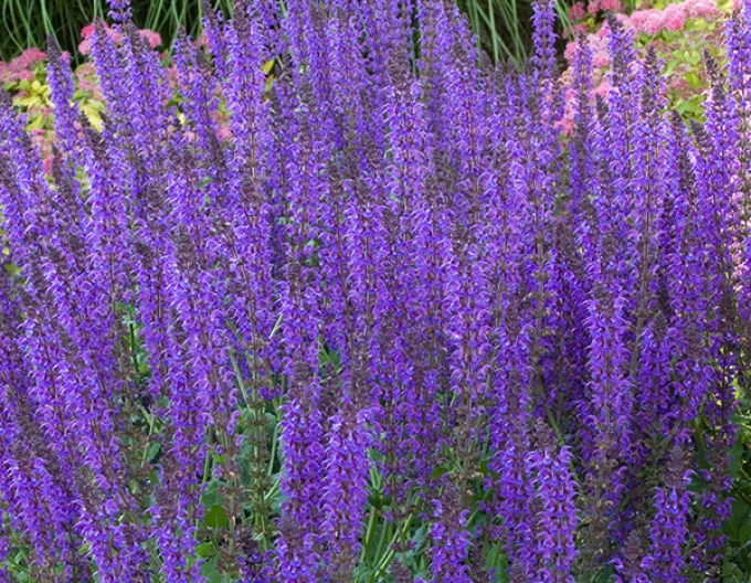 Šalvia hájna ´Mainacht´