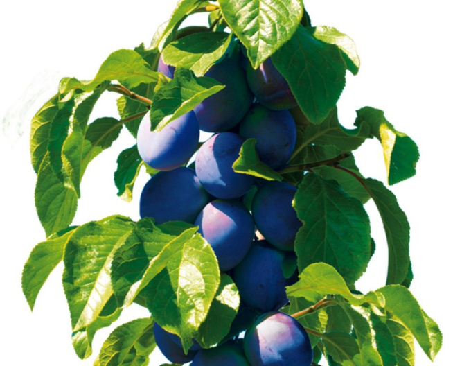 Slivka stĺpová ´Fruca´, podp. Myrobalán, kont. 5l