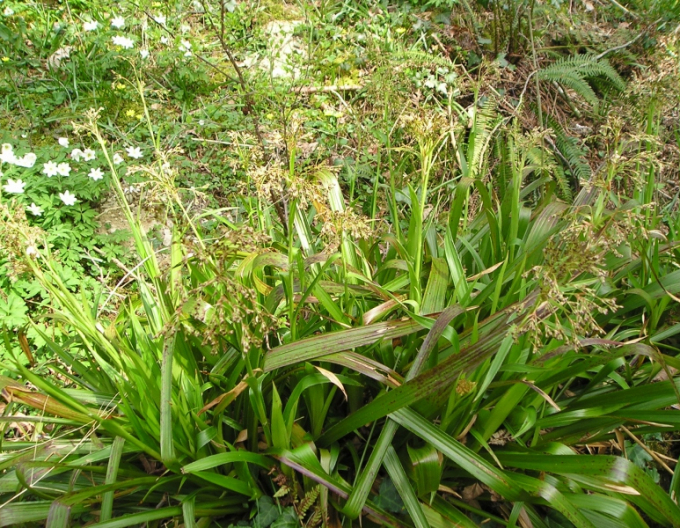 Chlpaňa lesná ´Starmaker´