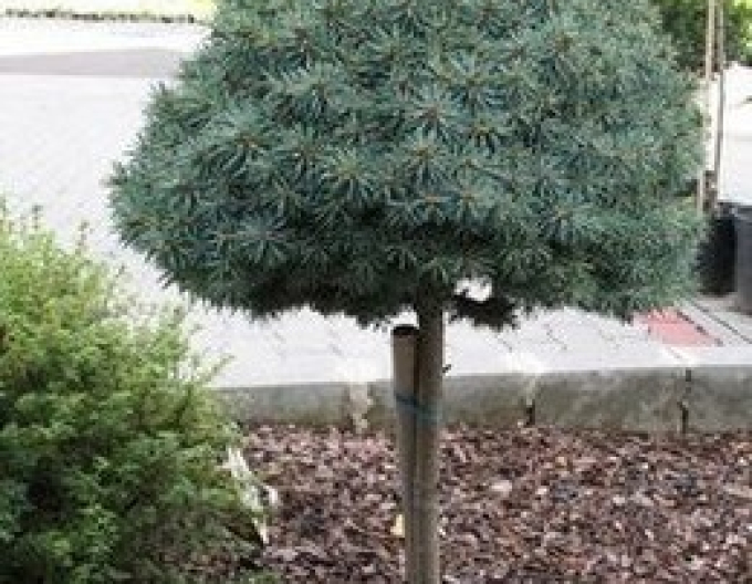 Smrek pichľavý ´Pali´ na kmienku