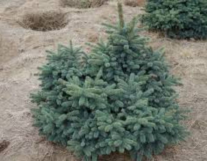 Smrek pichľavý ´Waldbrunn´