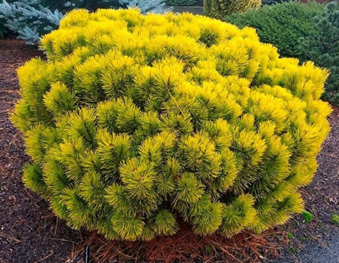 Borovica horská ´Carsten´s Wintergold´