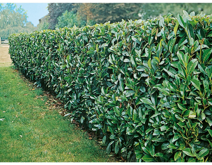 Vavrínovec lekársky ´Novita´ 4L