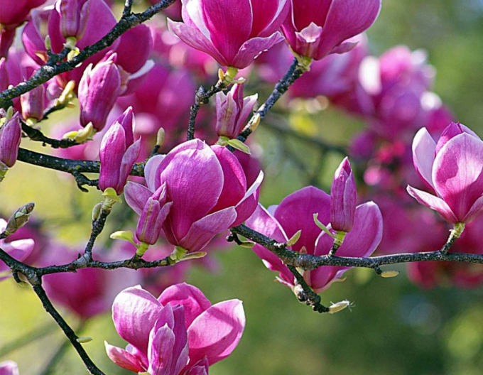 Magnólia ´Black Tulip´