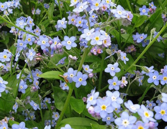 Nezábudka močiarna