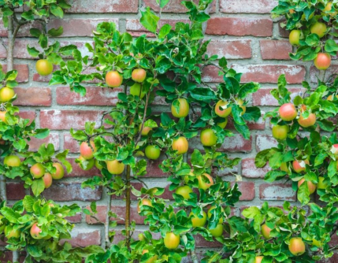 Jabloň stĺpová ´Goldcats´