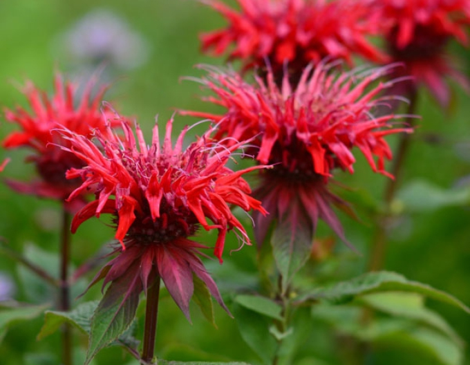 Monarda ´Cambridge Scarlet´