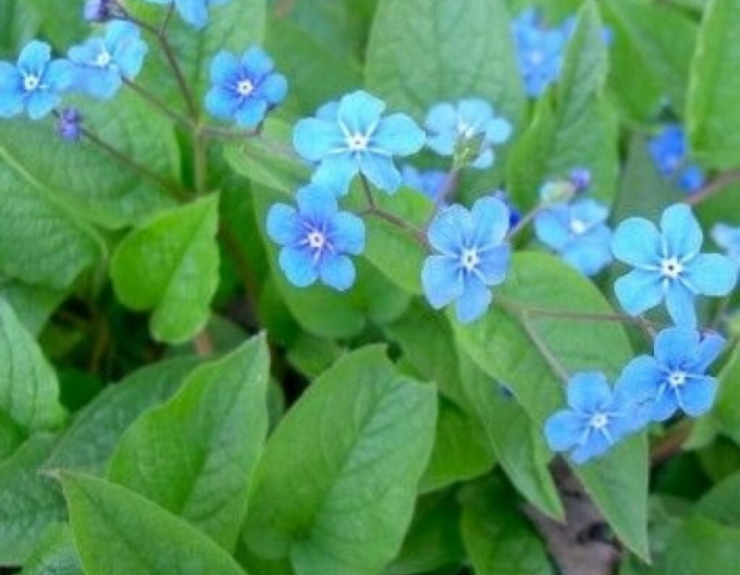 Brunera veľkolistá