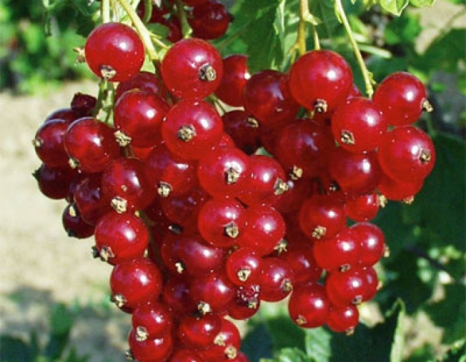 Ríbezľa červená ´Tatran´ ker