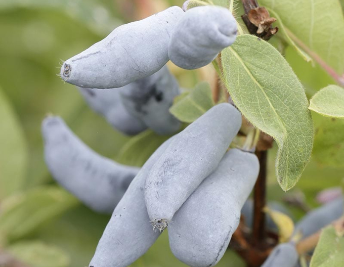 Zemolez kamčatský ´Vostorg´