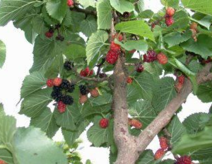 Moruša ´Gerardi Dwarf´