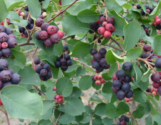 Muchovník  ’Honeywood’