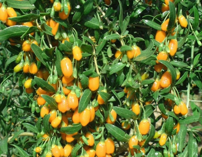 Kustovnica čínska ´Goji Golden´