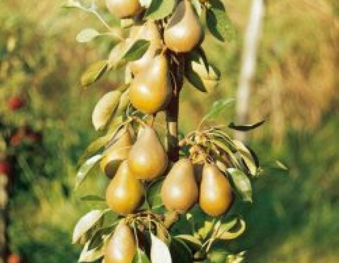 Hruška stĺpovitá ´ZLATA´