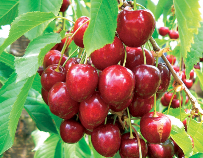 Čerešňa ´KORDIA´ neskorá, podp. Colt, voľnok.