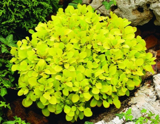 Dráč Thunbergov "Tiny Gold"