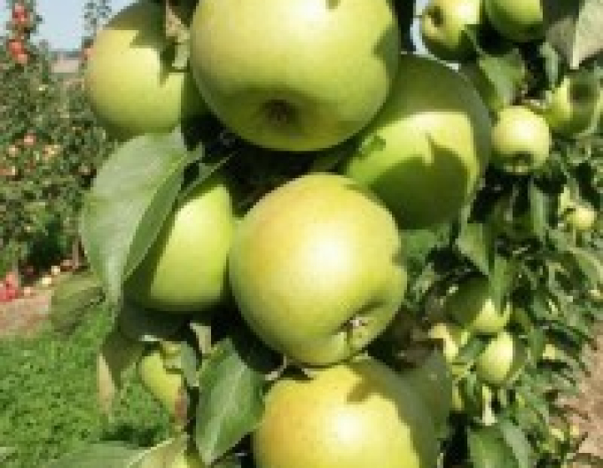 Jabloň stĺpová ´Greencats´ jesenná