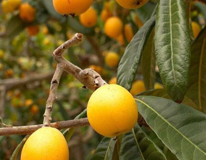 Slivka japonská ´Shiro´ 5l