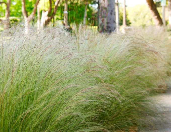 Kavyl ´Pony tails´