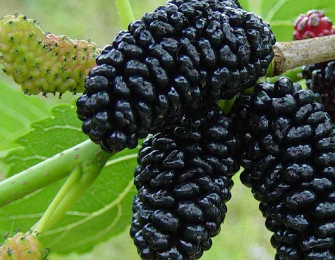 Moruša čierna, voľnok.