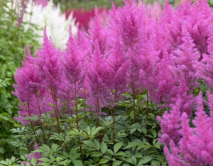 Astilba ´Gloria Purpurea´