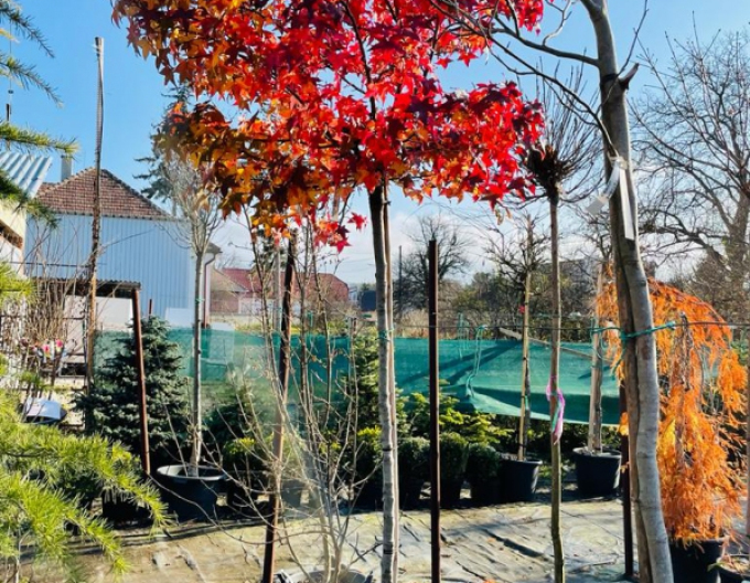 Ambrovník "Gumball" na kmienku