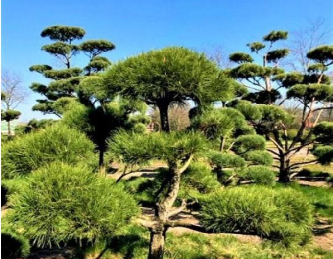 Borovica čierna ´Bonsaj´