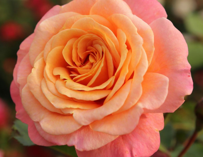 Ruža ´Peach Melba´