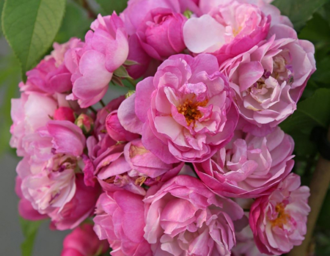 Ruža ´Lavender Siluetta´